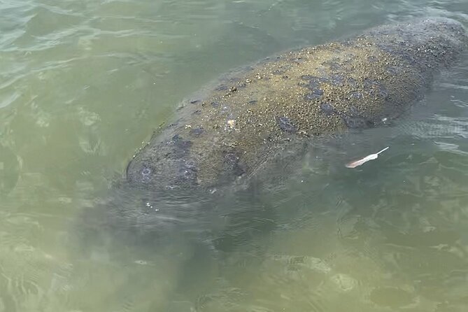 New Smyrna Dolphin and Manatee Kayak and SUP Adventure Tour - What the guide adds to the paddle