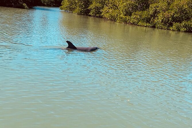 New Smyrna Dolphin and Manatee Kayak and SUP Adventure Tour - Is $65 a fair price?
