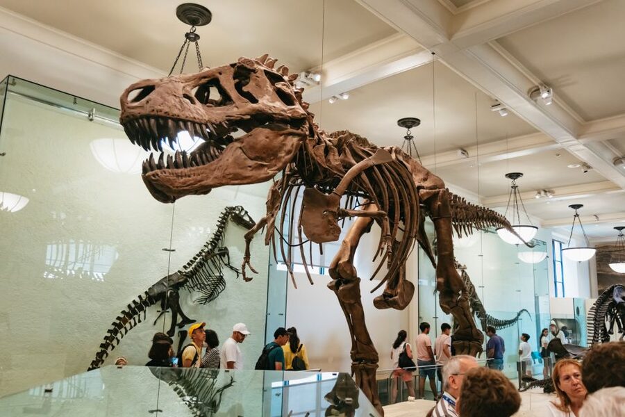 New York City: American Museum of Natural History Ticket - Key things to know before you go