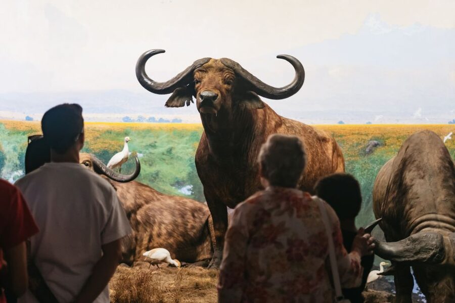New York City: American Museum of Natural History Ticket - Price, ticket choices, and what is included
