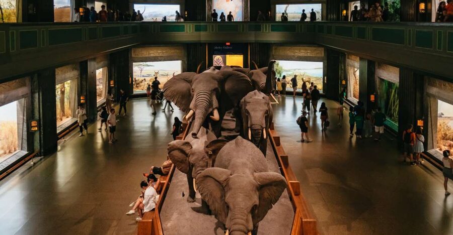 New York City: American Museum of Natural History Ticket - Entering a giant New York museum