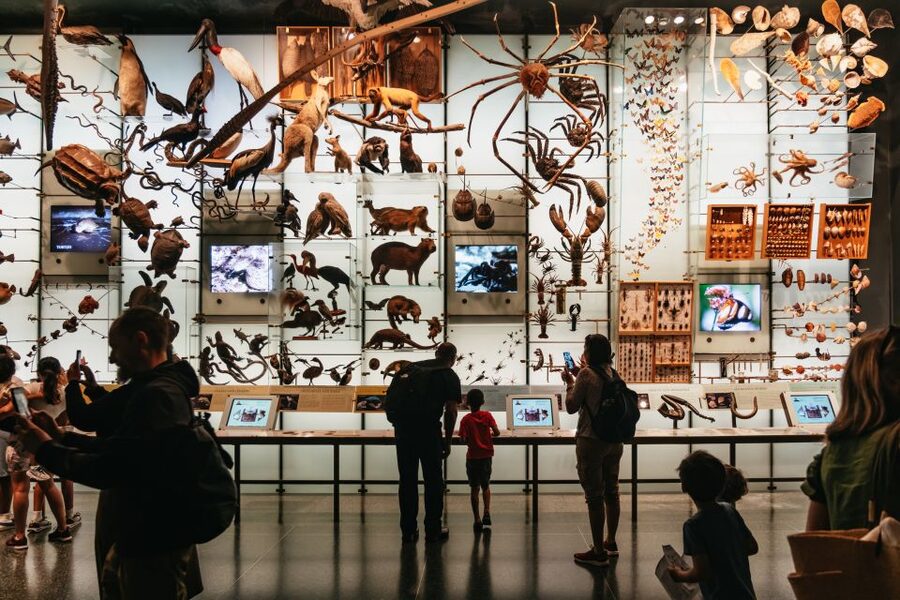 New York City: American Museum of Natural History Ticket - Rose Center for Earth and Space
