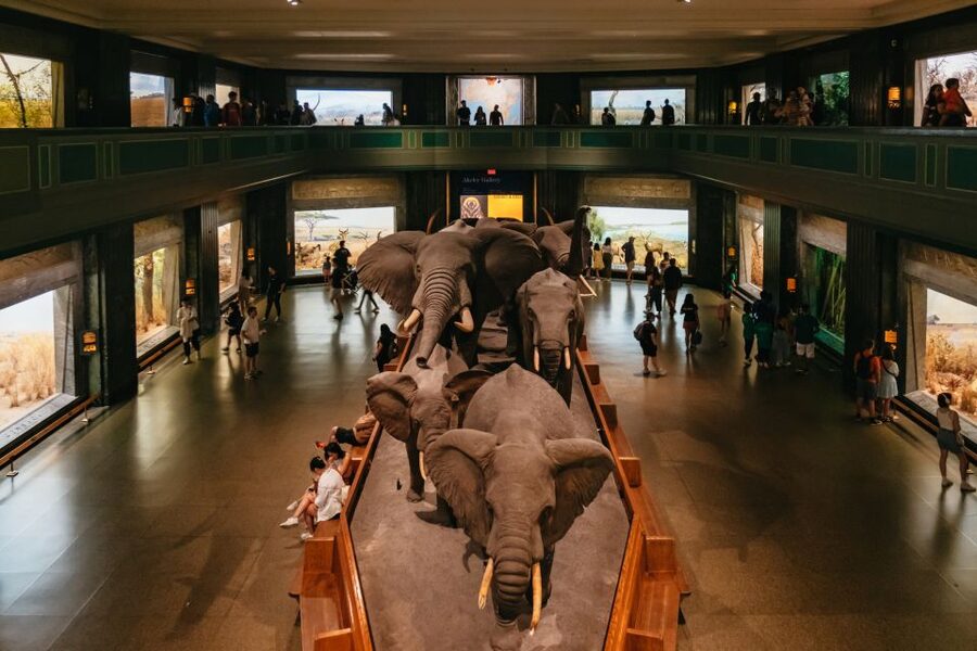 New York City: American Museum of Natural History Ticket - Why the dinosaur halls deserve first priority