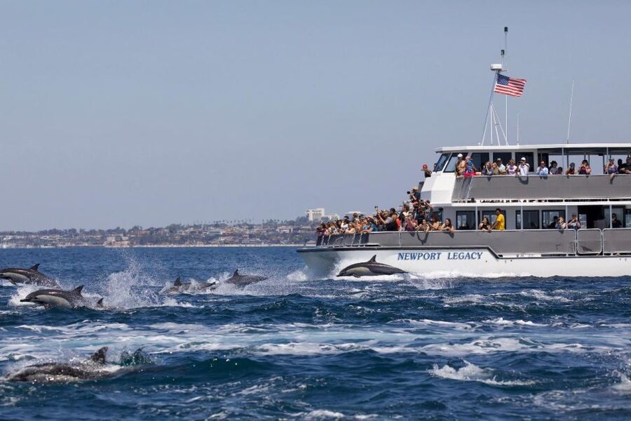 Newport Beach: Whale and Dolphin-Watching Cruise - Key points to know before you book