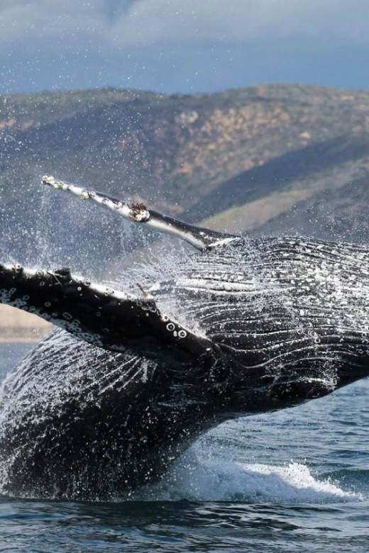 Newport Beach: Whale and Dolphin-Watching Cruise - Why Newport Harbor makes a good starting point