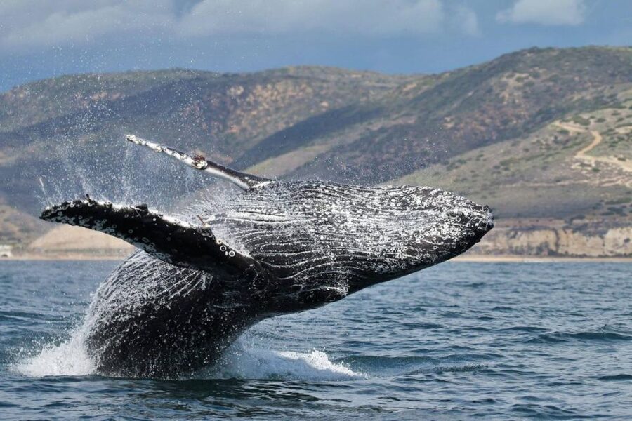 Newport Beach: Whale and Dolphin-Watching Cruise - Corona del Mar and the safety briefing