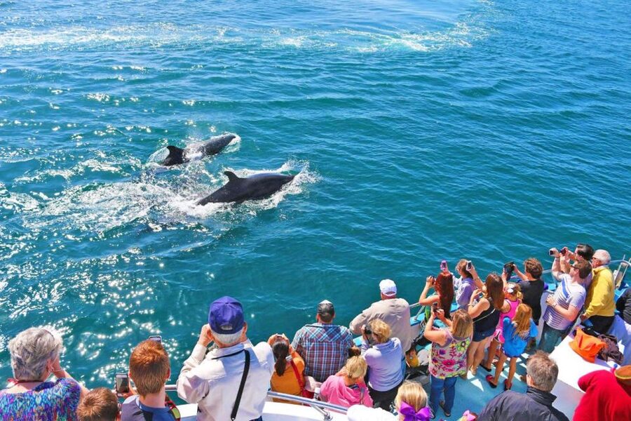 Newport Beach: Whale and Dolphin-Watching Cruise - Newport Beach Pier and Crystal Cove State Park