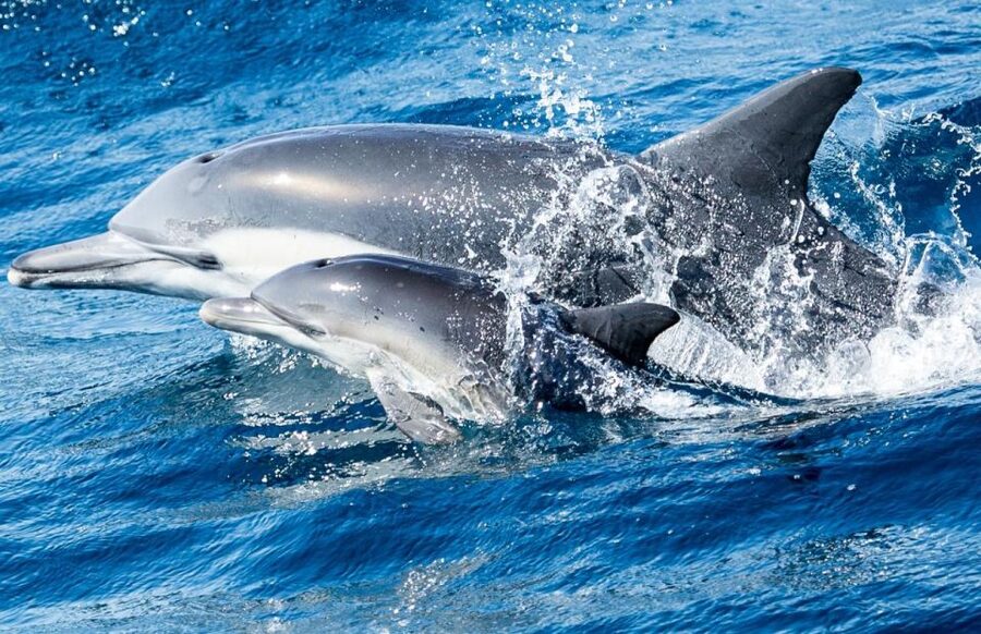 Newport Beach: Whale and Dolphin-Watching Cruise - Coastal views toward Laguna Beach and The Wedge