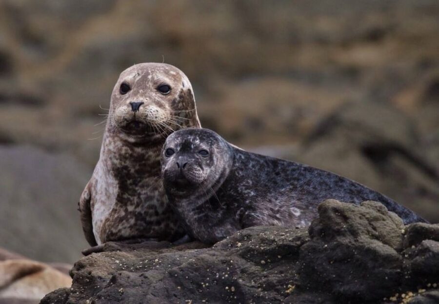 Newport Beach: Whale and Dolphin-Watching Cruise - Is $30 a good price?