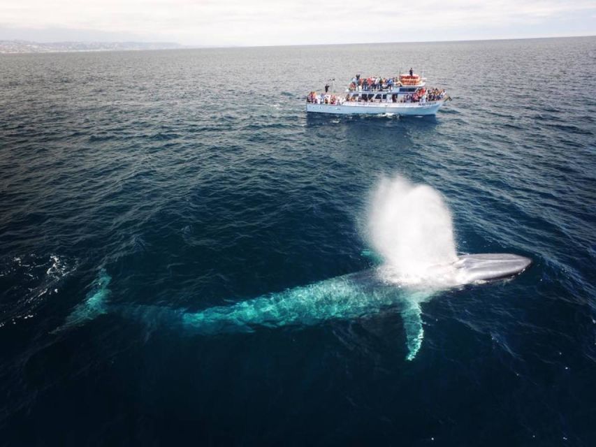 Newport Beach: Whale and Dolphin-Watching Cruise - Checking in at Balboa Pavilion