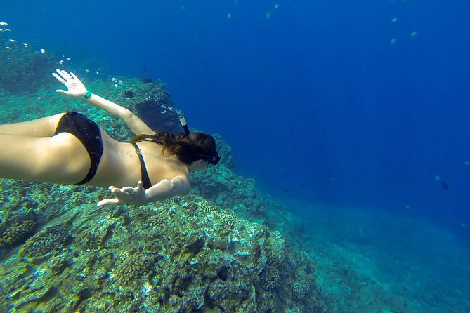 Ni'ihau and Na Pali Coast Snorkel Boat Tour - Snorkeling, Fish, and Marine Life