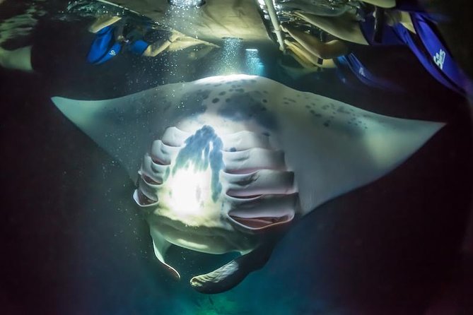 Night Manta Ray Experience - What happens during the 90-minute outing