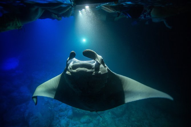 Night Manta Ray Experience - Safety, comfort, and group size