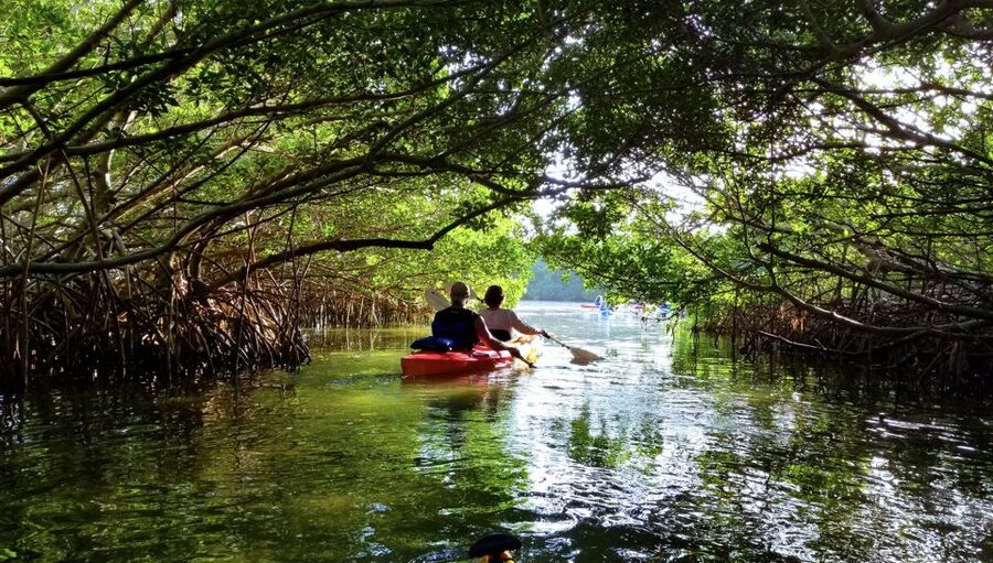 North Miami: Nature & Island Exploration on SUP/Kayak - Who will enjoy this four-hour outing