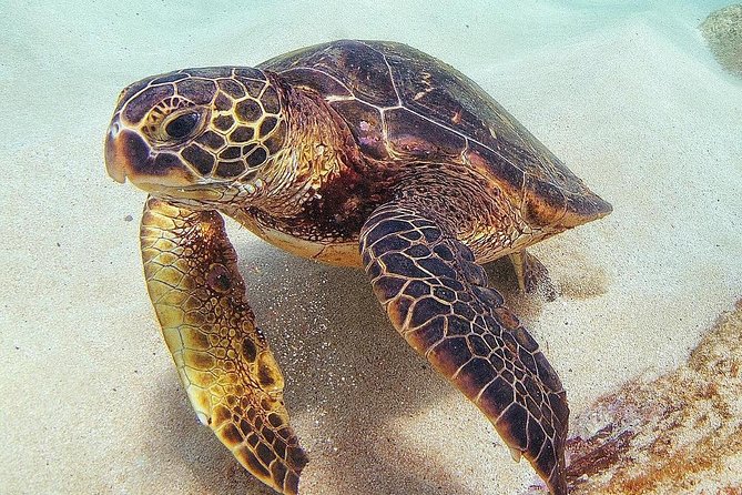 Oahu Circle Island Tour with Turtle Snorkeling— Small-Groups - A North Shore farm lunch with extra costs