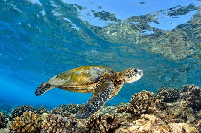 Oahu Circle Island Tour with Turtle Snorkeling— Small-Groups - Turtle snorkeling: the reason many people book