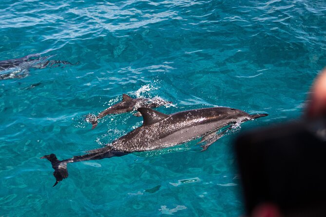 Oahu Dolphin and Snorkel Tour with Waikiki Pickup & Lunch - Getting from Waikiki to west Oahu
