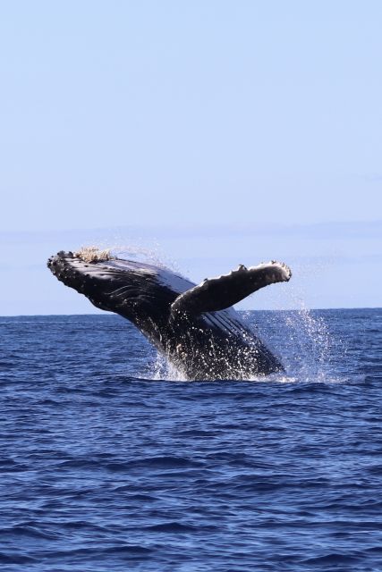 Oahu: Dolphin Swim and Turtle Snorkel Excursion in Waianae - Key points to know before booking