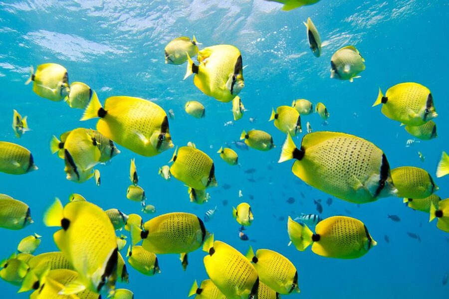 Oahu: Dolphin Swim and Turtle Snorkel Excursion in Waianae - Practical tips for a smoother day