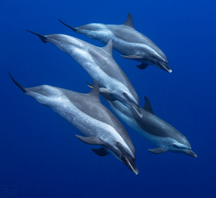 Oahu: Dolphin Swim and Turtle Snorkel Excursion in Waianae - What swimming with wild dolphins really means
