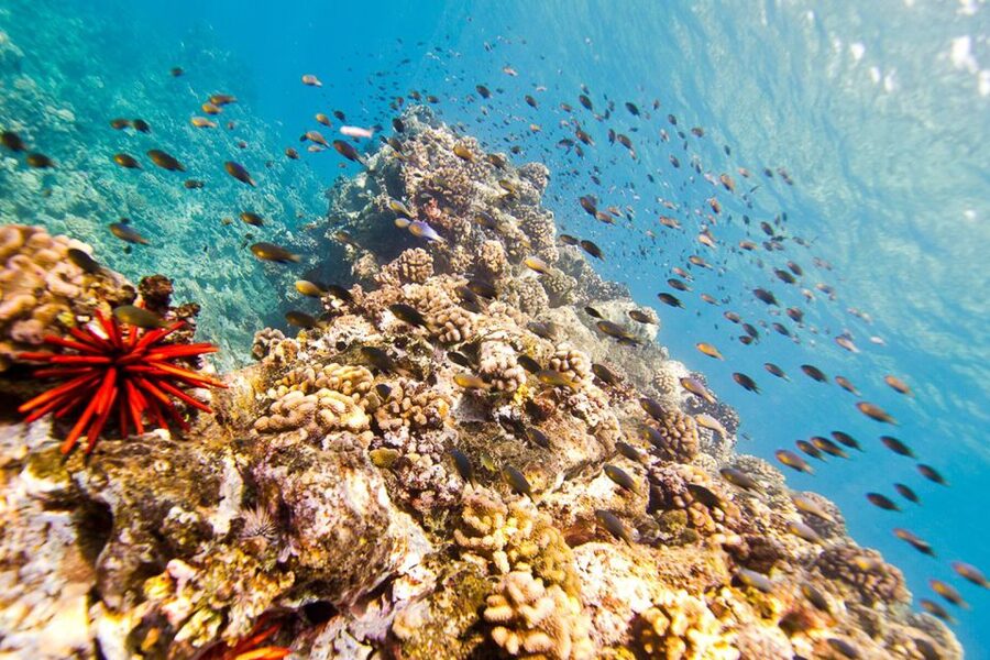 Oahu: Dolphin Swim and Turtle Snorkel Excursion in Waianae - Snorkeling with turtles at protected bays