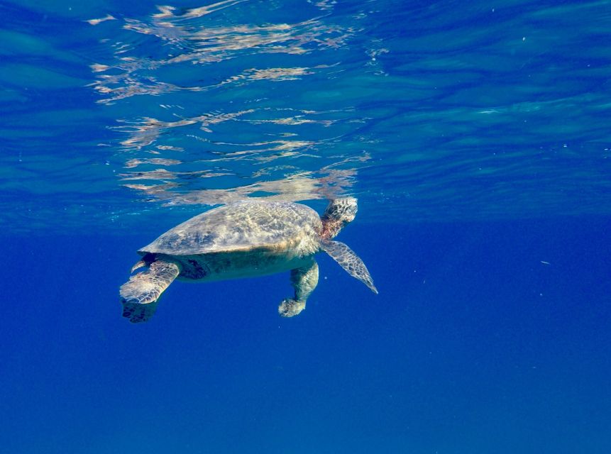 Oahu: Dolphin Swim and Turtle Snorkel Excursion in Waianae - Winter whales and surprising sightings