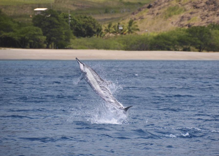 Oahu: Dolphin Swim and Turtle Snorkel Excursion in Waianae - The 32-foot boat and the open-water search