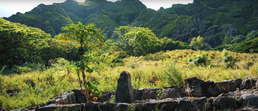 Oahu: Kualoa Open Air Jungle Expedition Tour - Guides add the local voice