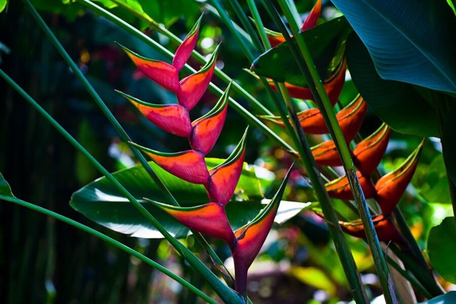Oahu: Manoa Falls Waterfall Hike with Lunch and Transfers - FAQ