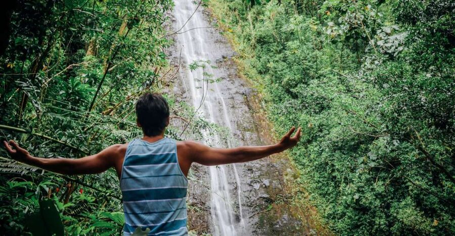 Oahu: Manoa Falls Waterfall Hike with Lunch and Transfers - Walking beneath Manoa Valley’s rainforest canopy