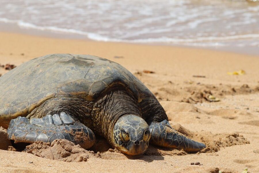 Oahu: Oahu Ultimate Grand Circle Island Tour - Why this Oahu circle tour makes sense