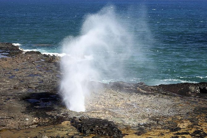 Oahu's Ultimate Tour: Dole, Turtle Snorkel, Pali Lookout & More - Macadamia nuts, farms, and the North Shore drive