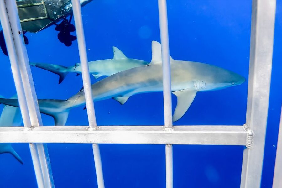 Oahu: Shark Cage Dive on the North Shore - Who will enjoy this most?