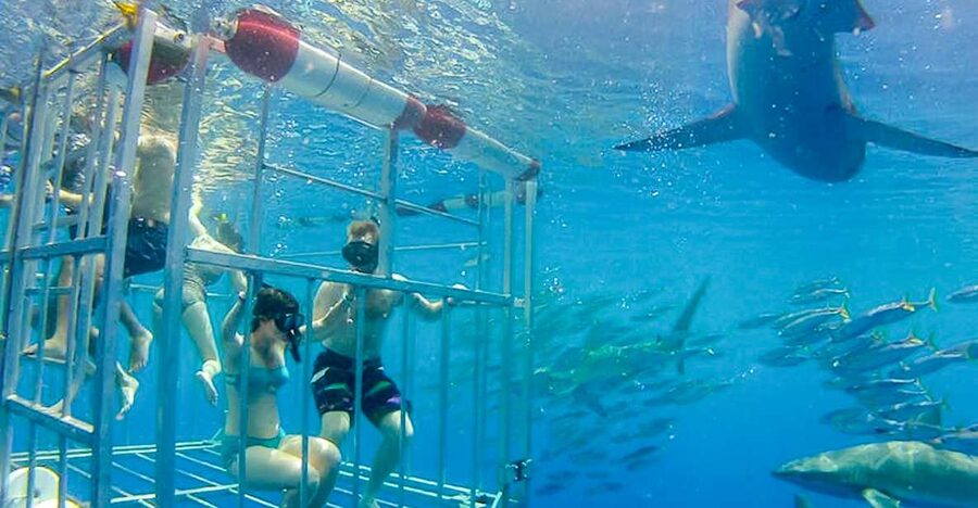 Oahu: Shark Cage Dive on the North Shore - Haleiwa Harbor is the starting point