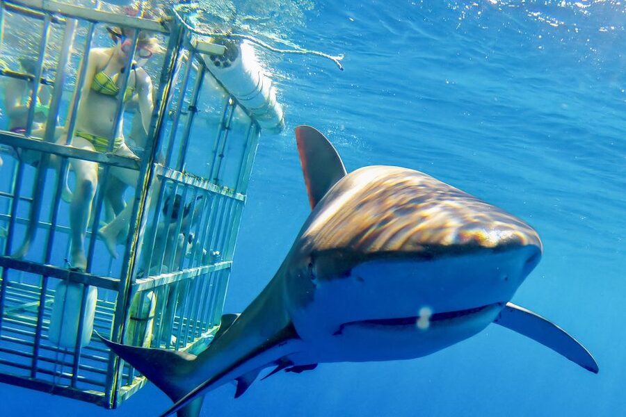 Oahu: Shark Cage Dive on the North Shore - The safety briefing sets the tone