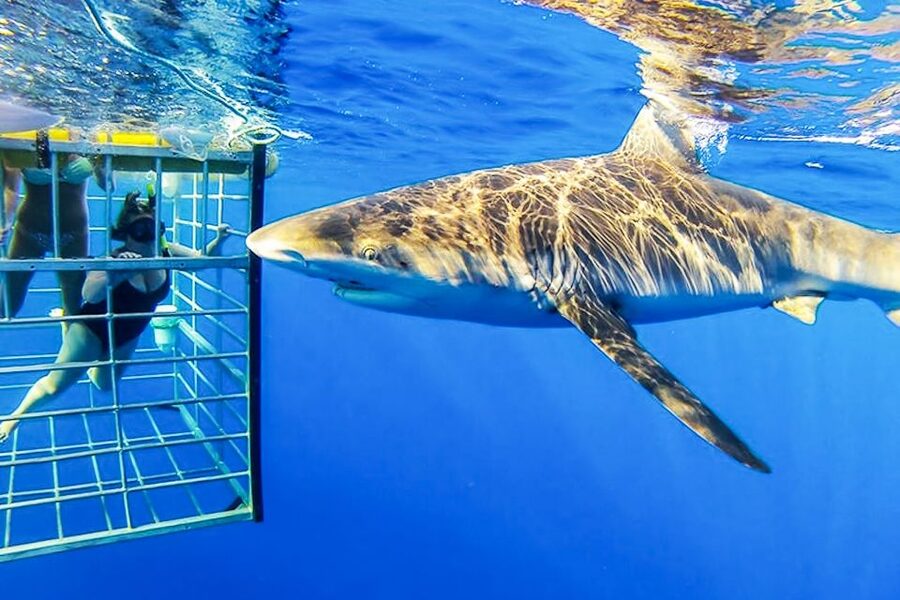 Oahu: Shark Cage Dive on the North Shore - Watching Galapagos sharks from the boat
