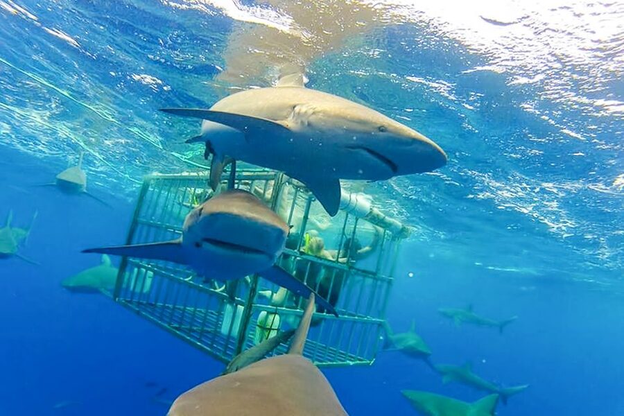 Oahu: Shark Cage Dive on the North Shore - Photographing sharks without missing the moment