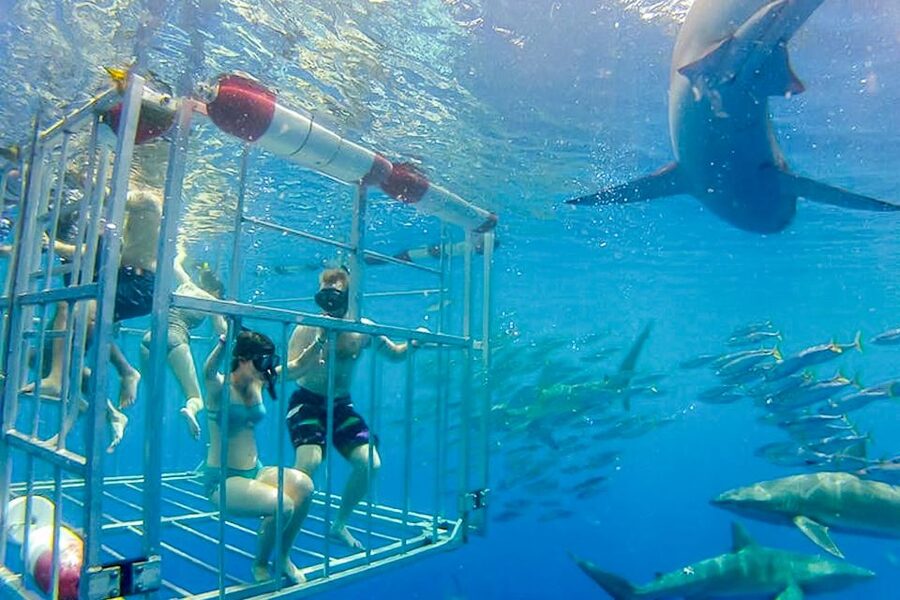 Oahu: Shark Cage Dive on the North Shore - Is the $99 price fair?