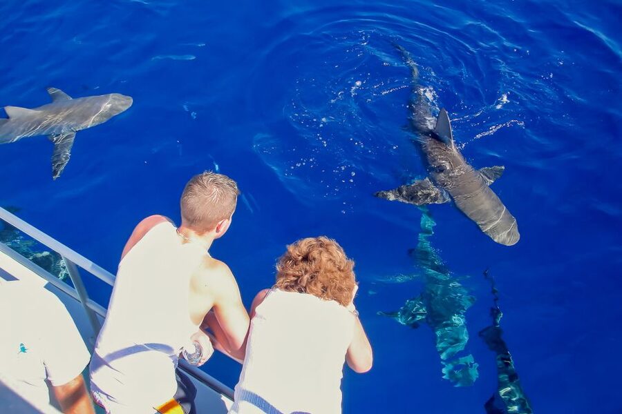 Oahu: Shark Cage Dive on the North Shore - Weather can change the entire day