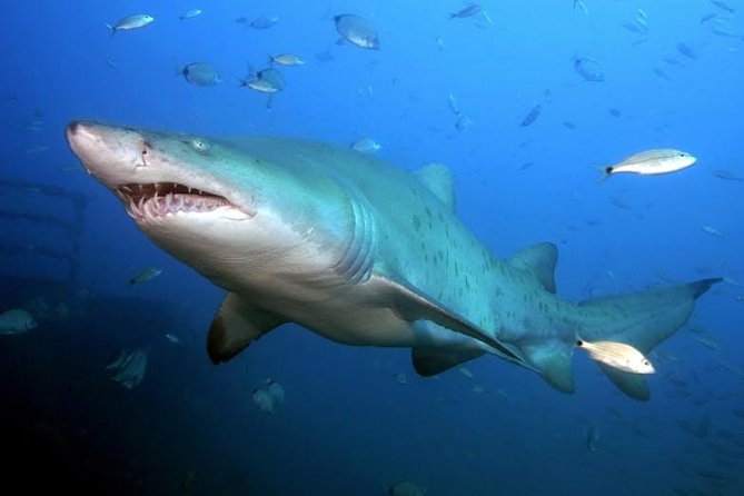 Oahu Shark Dive - Meeting Galapagos and sandbar sharks underwater