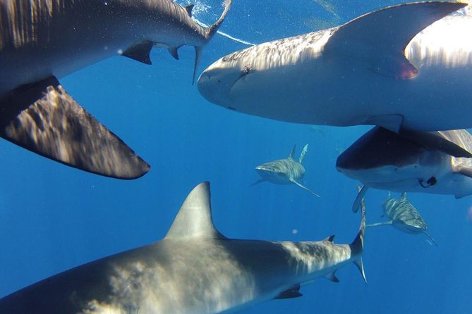 Oahu Shark Dive - Staying on deck can still deliver the thrill