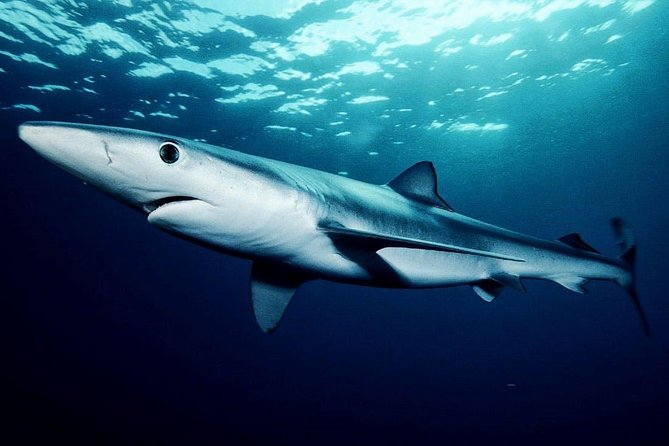 Oahu Shark Dive - What the $99.48 price really includes