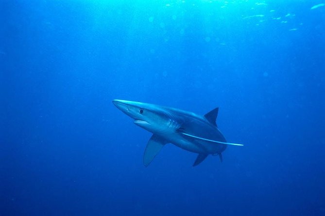 Oahu Shark Dive - Practical planning for Haleiwa and the boat