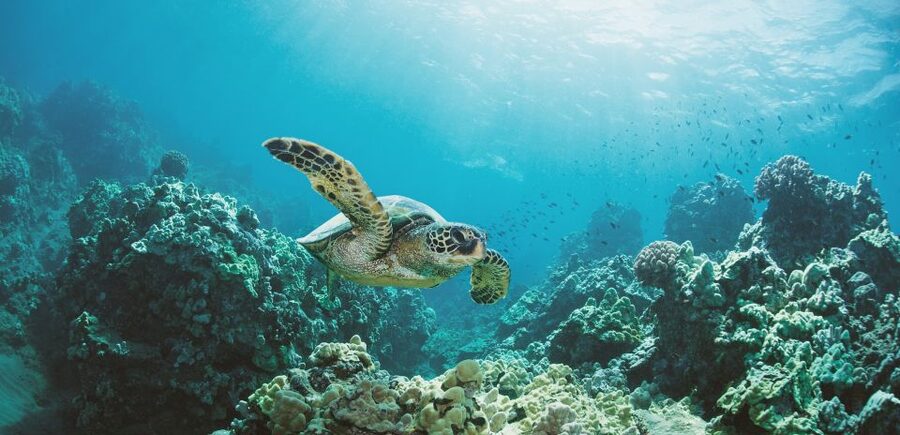Oahu: Turtle Canyon Snorkeling Boat Tour - Swimming through Turtle Canyon