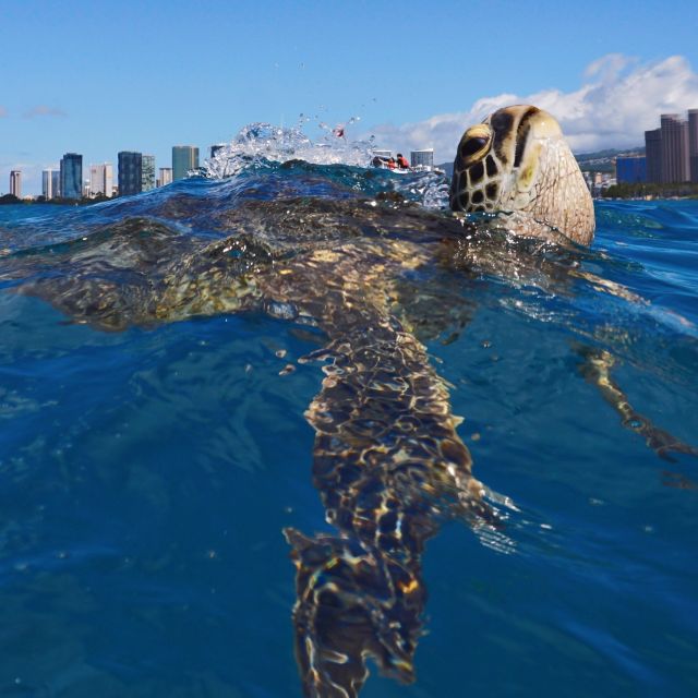 Oahu: Turtle Canyon Snorkeling Boat Tour - How long you actually spend in the water