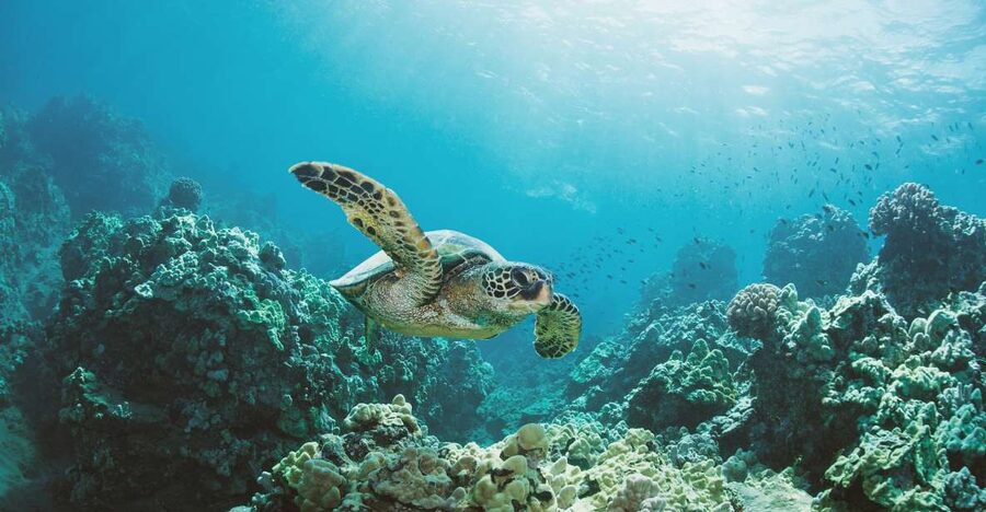 Oahu: Turtle Canyon Snorkeling Boat Tour - What $85 buys you