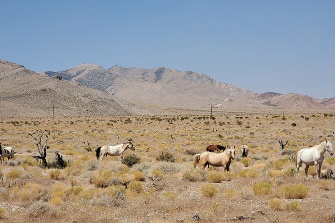 Off Road UTV Adrenaline Experience in Las Vegas - What the $240 price really covers