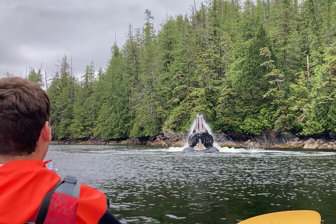 Orca Cove Sea Kayaking - Key Points Before You Book