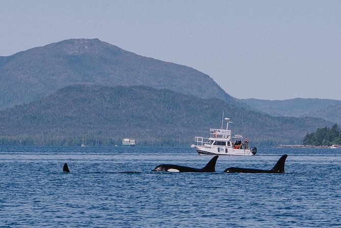 Orca Cove Sea Kayaking - The Guide Makes a Big Difference