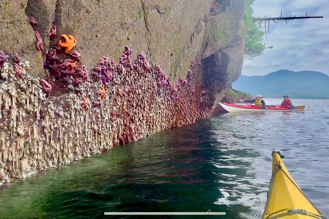 Orca Cove Sea Kayaking - How Much Value Do You Get for $175?